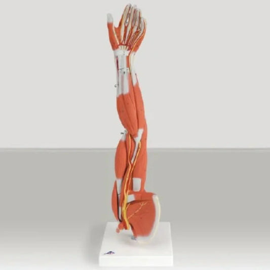Patterson Medical Supply - Muscular Anatomy of the Arm and Shoulder 3/4 Life Size 4 lbs. - 563592