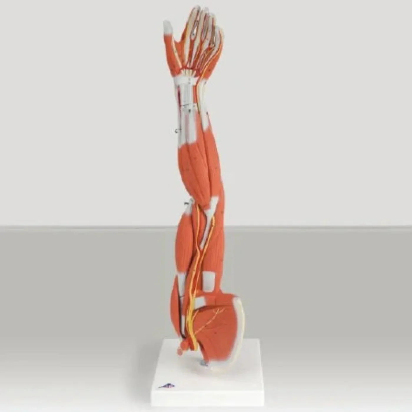 Patterson Medical Supply - Muscular Anatomy of the Arm and Shoulder 3/4 Life Size 4 lbs. - 563592