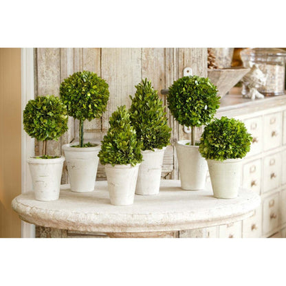 Park Hill Collection Garden Floral Collection of Boxwood Topiaries, Set of 6, Assorted Sizes -  EBD80076
