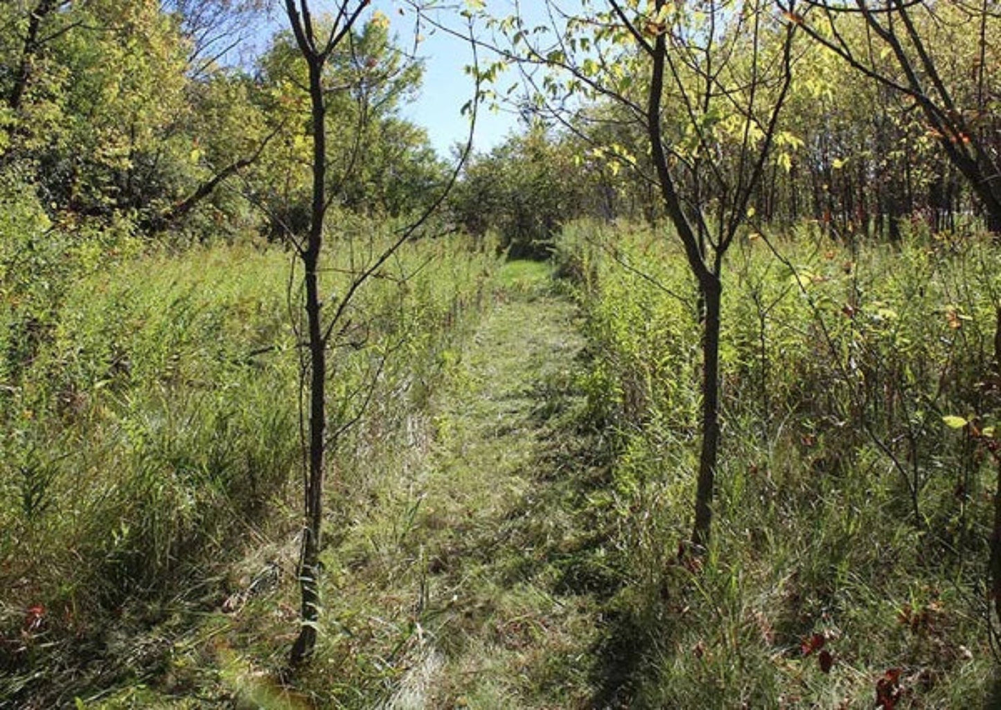 MAXIM 26" Brush Cutter Honda GCV390 - MBC190H